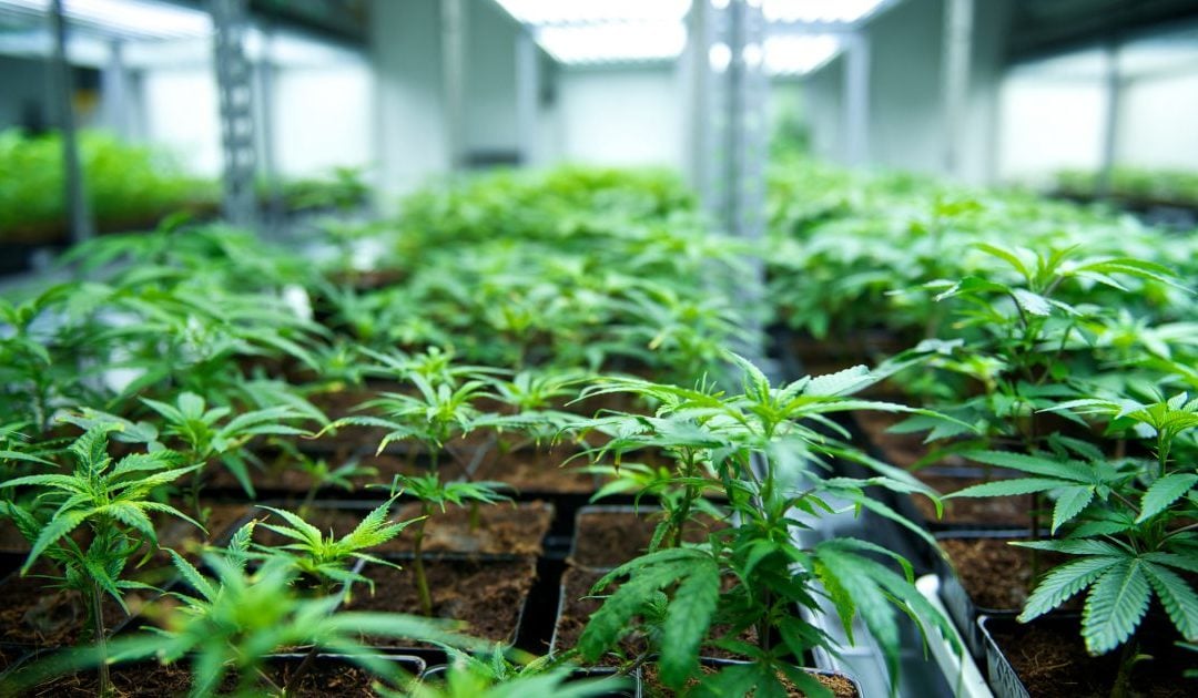 Acumatica Cannabis Case Study 1080x630 1