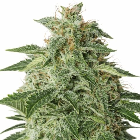 Afgooey cannabis seeds