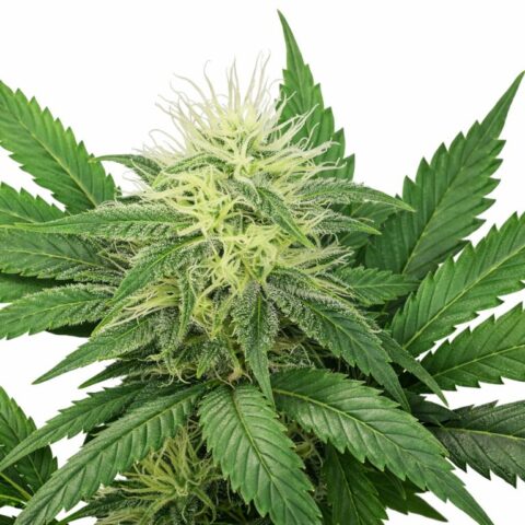 Alaskan Ice Cannabis Seeds
