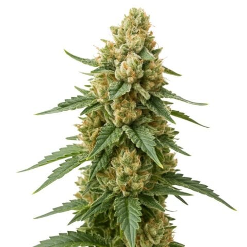 Close-up of an Alchemy cannabis plant featuring thick, frosty buds with orange pistils and serrated green leaves.