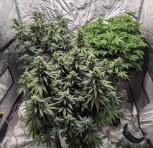 Alien Kush Cannabis Seeds