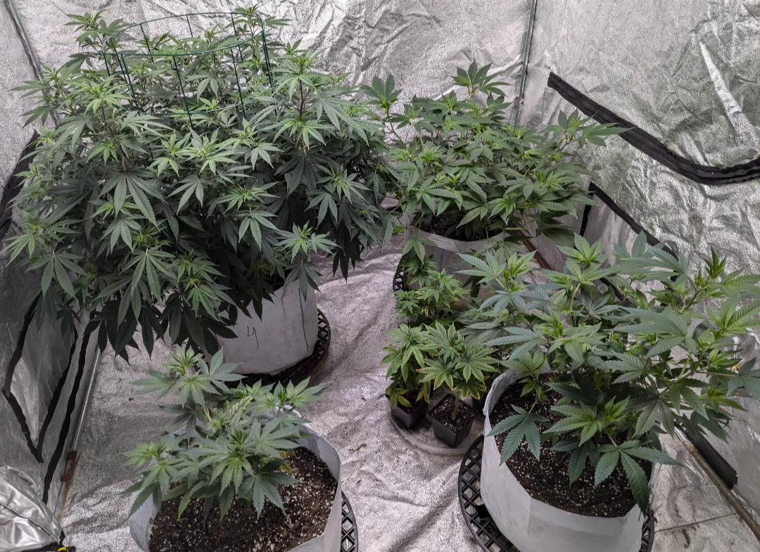 Healthy Alien Kush cannabis plants in vegetative growth stage inside an indoor grow tent with fabric pots and trellis support.