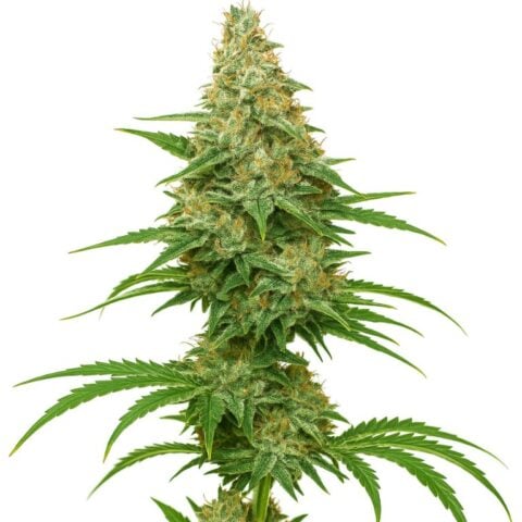 Alien Mints cannabis seeds