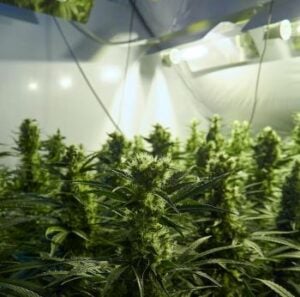 Alien Rift Cannabis Seeds