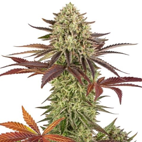 Apple Fritter cannabis seeds