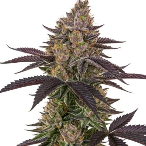 Apple Mintz Cannabis Seeds