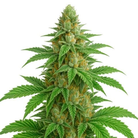 Apples and Bananas Cannabis Seeds