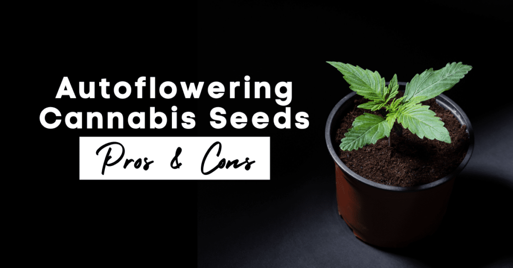 Autoflowering Cannabis Seeds Pros and Cons 1024x536 1