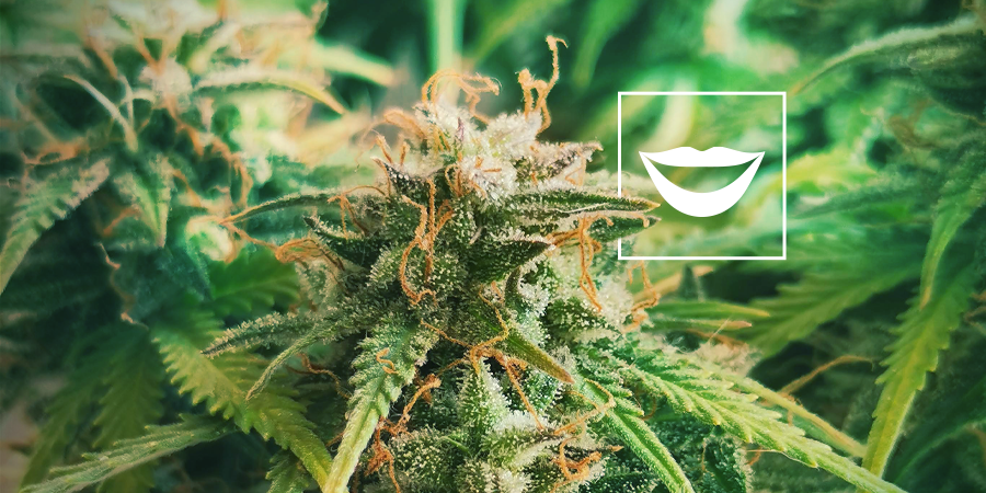 Best Cannabis Strains For Laughing