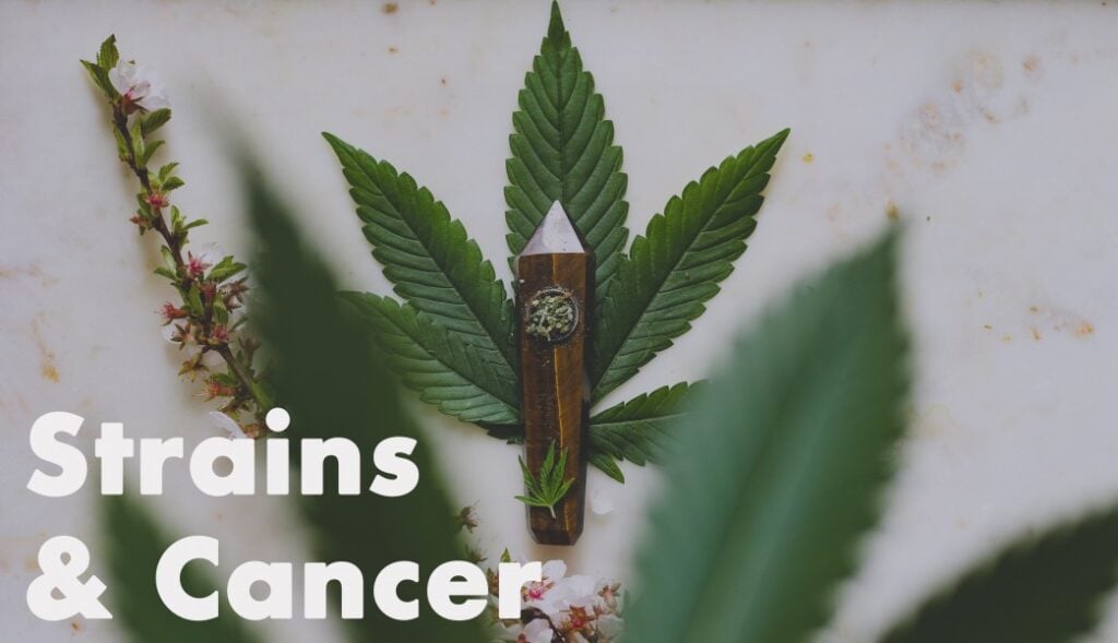 Best Cannabis Strains for Managing Chemotherapy Side Effects