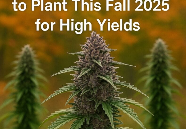 Best cannabis strains to plant this fall 2025
