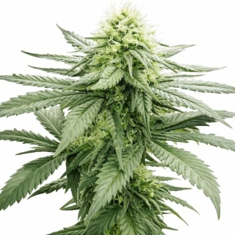 Biochem cannabis seeds