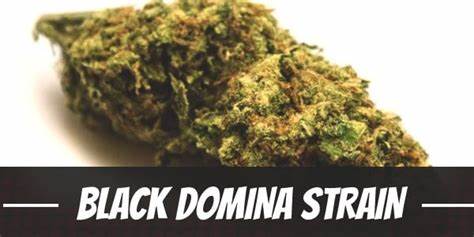 Black Domina
