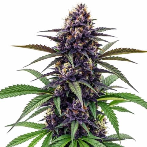 Black Cherry Soda cannabis seeds