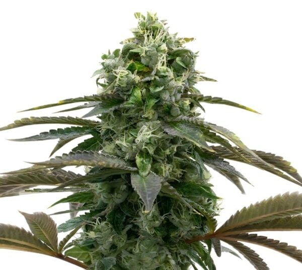 Black Demon OG Cannabis Seeds
