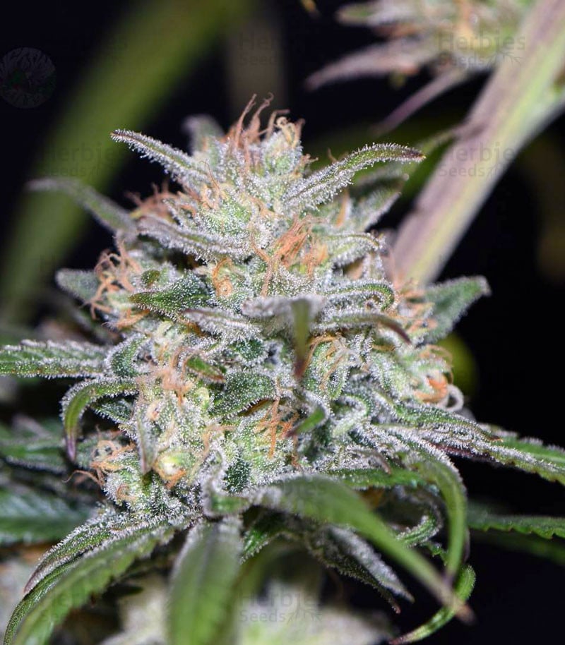 Blue Dream CBD cannabis CfEvcJmCRkb7Qnnp