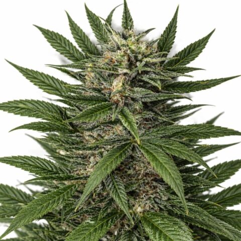 Blue Amnesia Cannabis Seeds