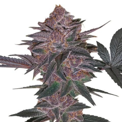 Blue Biscotti Cannabis Seeds