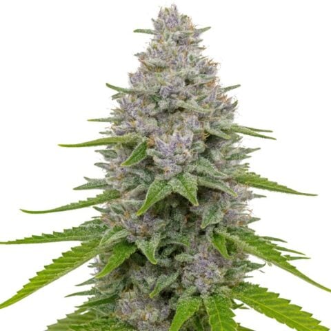 Close-up of a Blue Cookies cannabis bud with frosty trichomes and purple highlights.