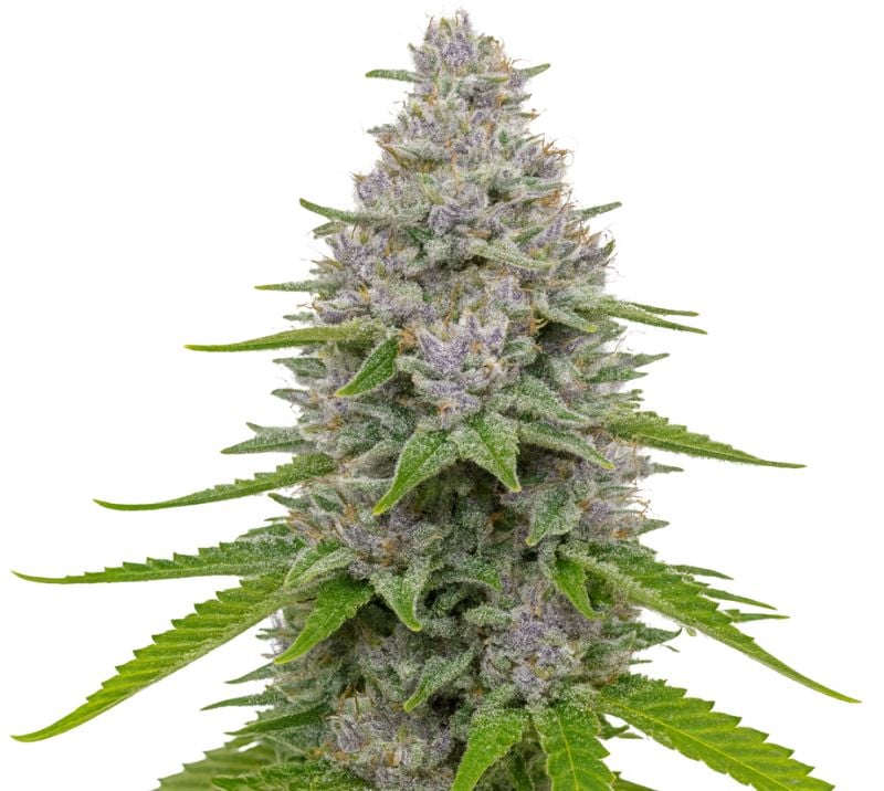 Close-up of a Blue Cookies cannabis bud with frosty trichomes and purple highlights.