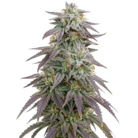 Blue Ox Cannabis Seeds