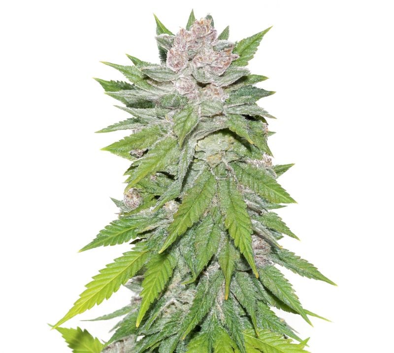 Blueberry Cheesecake Cannabis Seeds