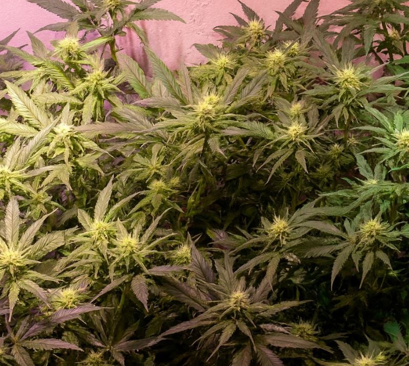 Medical marijuana benefits