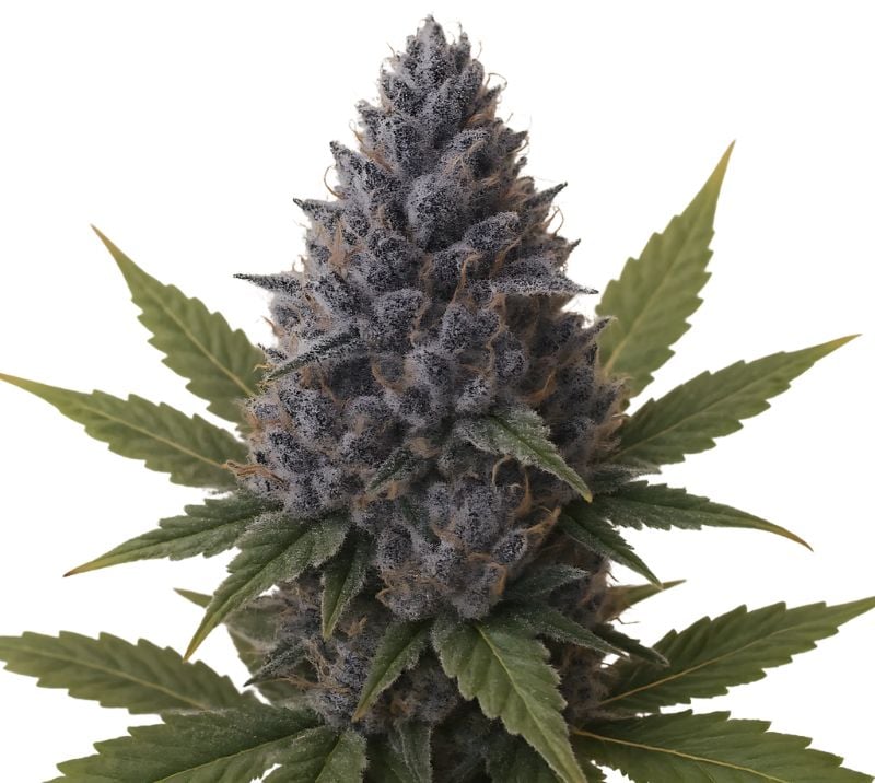 Blueberry Kush Cannabis Seeds