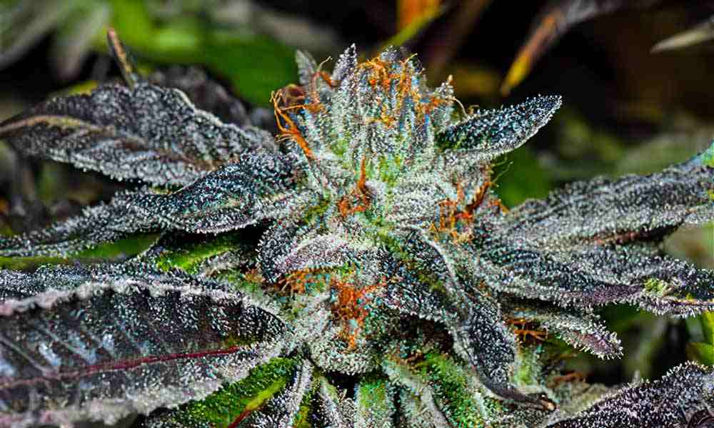 Bubba Kush Cannabis Strain 1