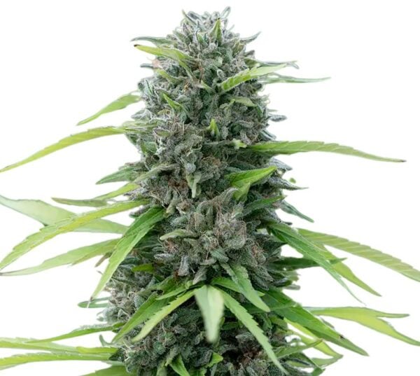 Bubble Cheese Cannabis Seeds