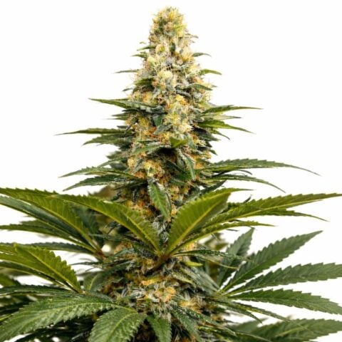Buddhas Sister cannabis seeds