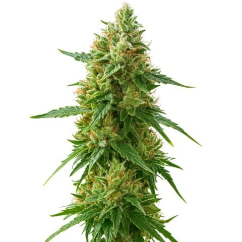 CBD Critical Mass Cannabis Seeds