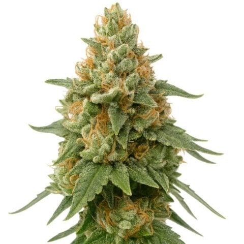 CBD Solomatic Cannabis Seeds