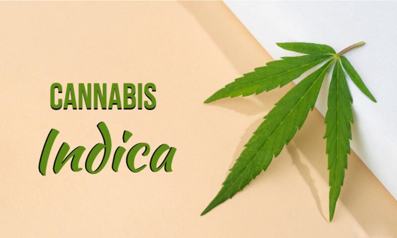 Cannabis Indica