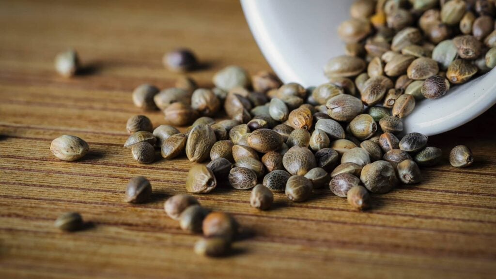 Cannabis seeds2