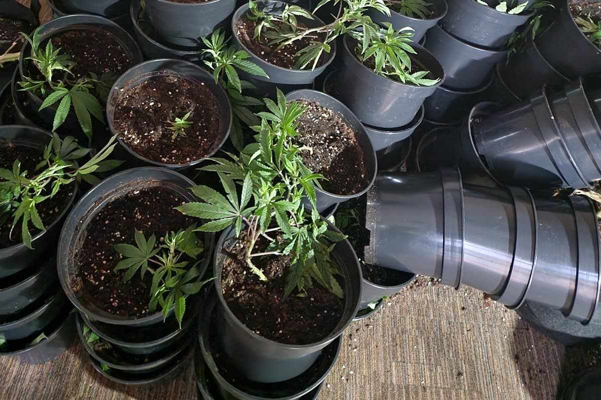 Cannabis