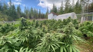 Cannabis plants growing outdoors in full sunlight during peak flowering stage, showing healthy bud development and ideal outdoor cultivation conditions