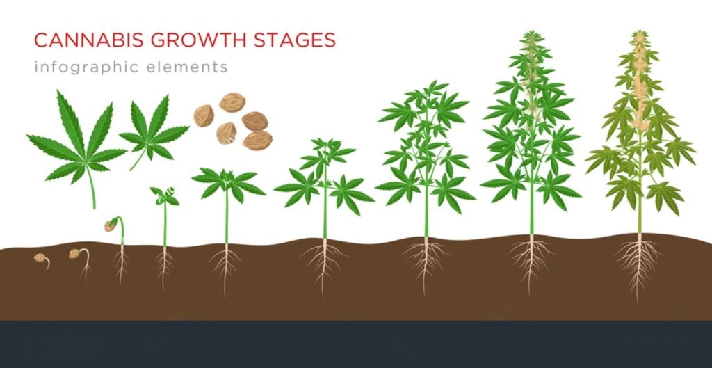 cannabis seed germination