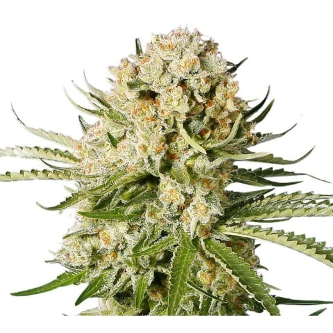 Cannalope Haze Cannabis Seeds