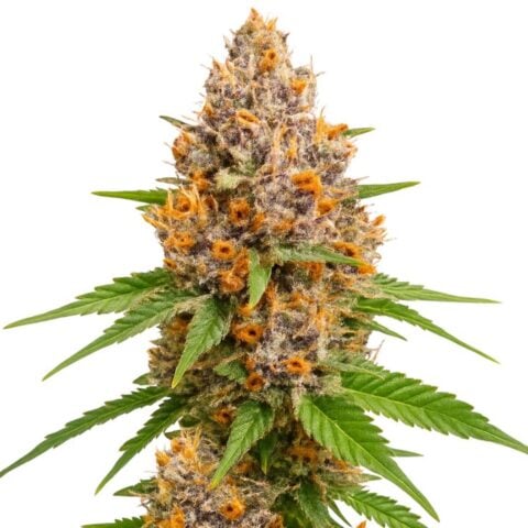 Close-up of a Cannatonic CBD cannabis plant featuring dense, trichome-coated buds with deep purple accents, fiery orange hairs, and green sugar leaves.