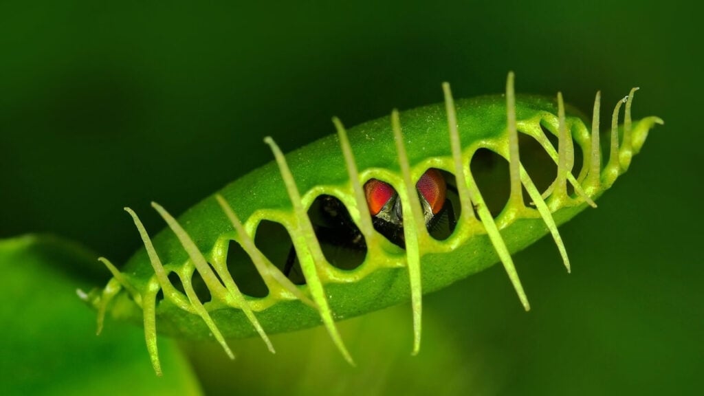 Carnivorous Plants An Unlikely Contributor to Medicine
