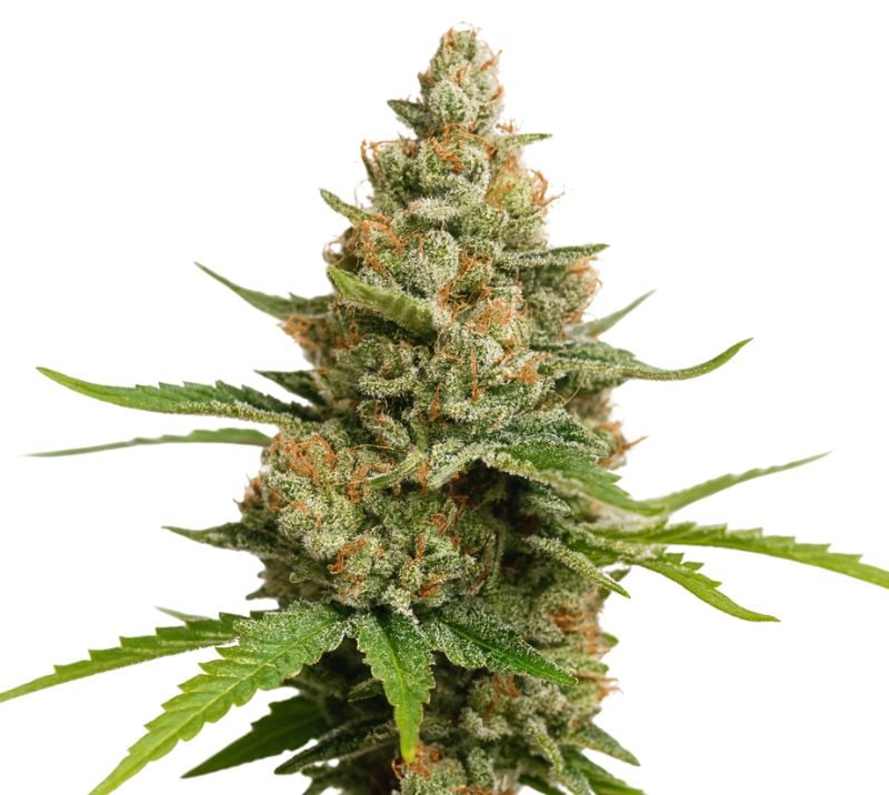 Close-up of a Charlie Sheen cannabis bud with frosty trichomes, dense flowers, and orange pistils.