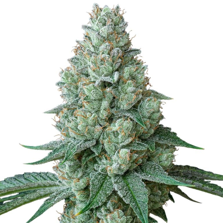 Chemdawg 91 Cannabis Seeds