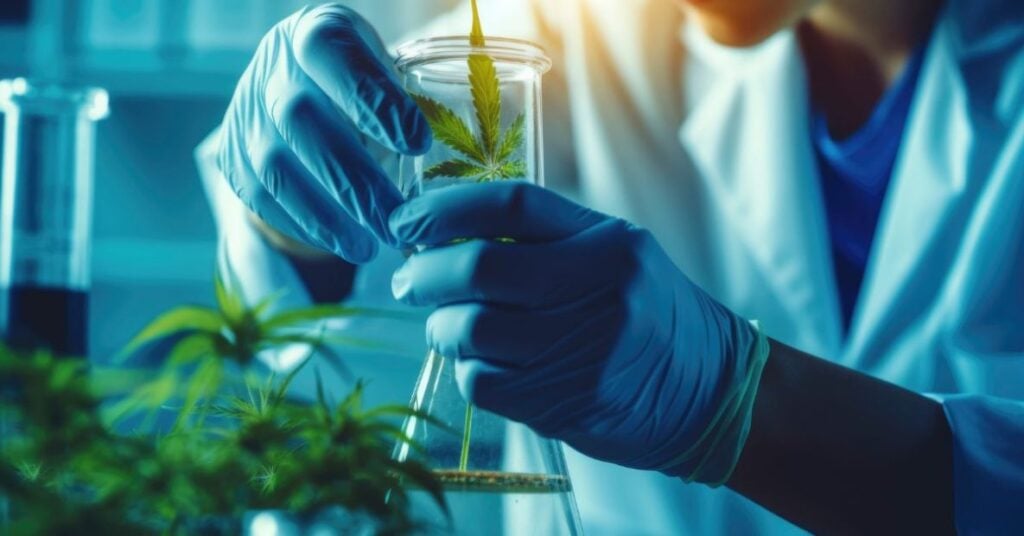 Chemical Profile and Cannabinoid Analysis