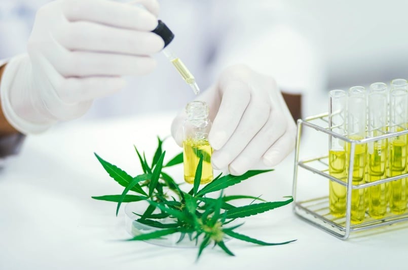Chemical Profile of Cherry Skunk CBD 2