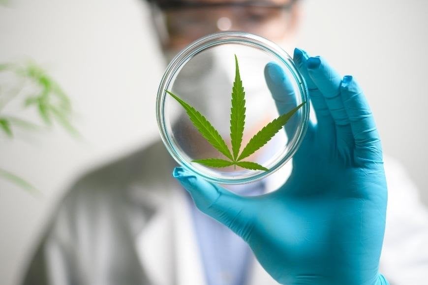 Chemical Profile of Platinum OG