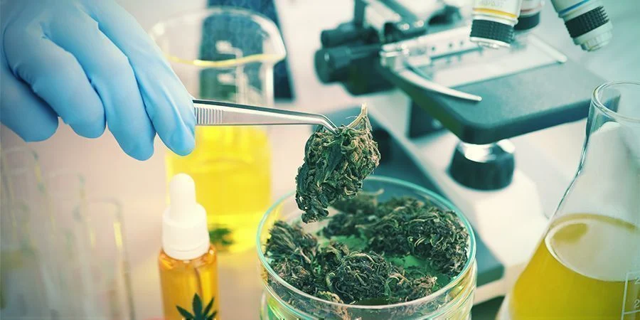 Chemical Profile of Sweet CBD