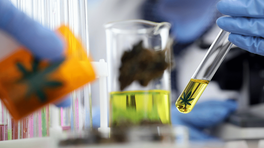Chemical Profile of Sweet and Sour Widow