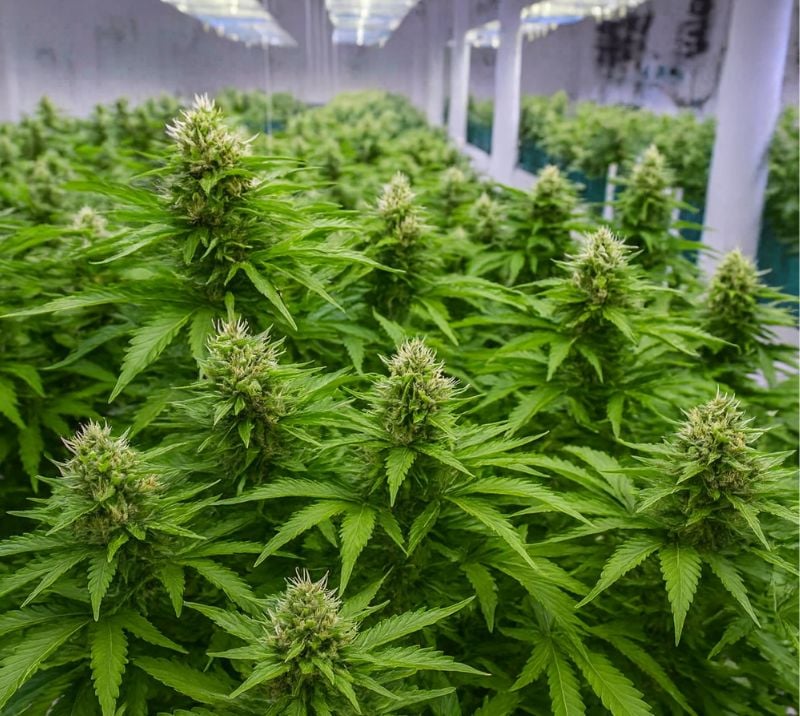 sativa-dominant hybrid