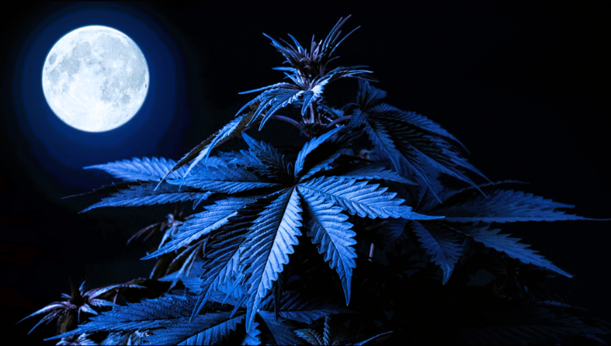 Comparing the Effects of Moon Phases on Cannabis Growth and Chemical Potency